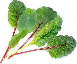 Veritable wkład nasienny Lingot - burak liściowy