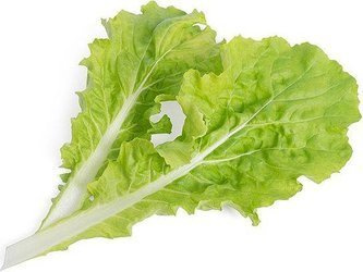 Veritable wkład nasienny Lingot - kapusta Pai Tsai organiczna