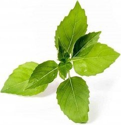 Veritable wkład nasienny Lingot bazylia cytrynowa