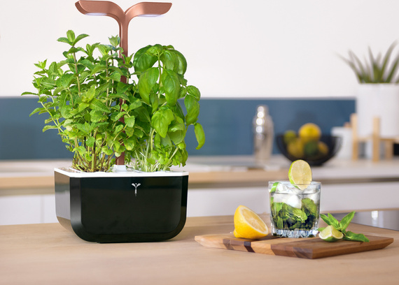 Veritable Exky Smart Copper