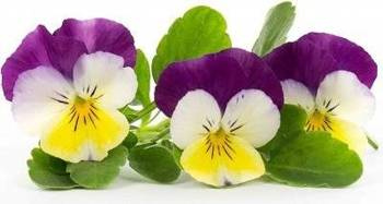 Veritable wkład nasienny Lingot - bratki