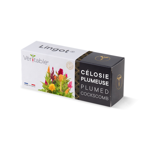 Wkład nasienny Lingot - celozja pierzasta