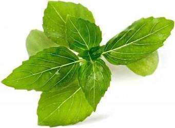 Veritable wkład nasienny Lingot bazylia cynamonowa