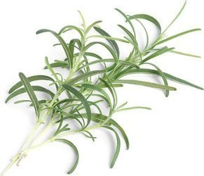 Veritable wkład nasienny Lingot - rozmaryn