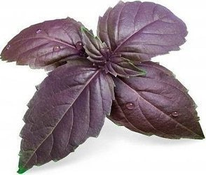 Veritable wkład nasienny Lingot - bazylia purpurowa