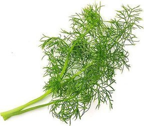 Veritable wkład nasienny Lingot - fenkuł