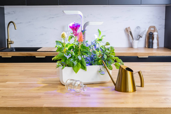 Wkład nasienny Lingot - celozja pierzasta