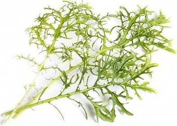 Veritable wkład nasienny Lingot - musztardowiec Golden Frills