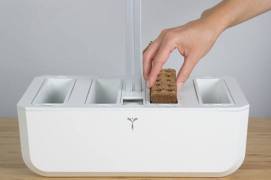 Veritable wkład nasienny Lingot - bratki