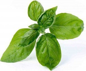 Veritable wkład nasienny Lingot - bazylia