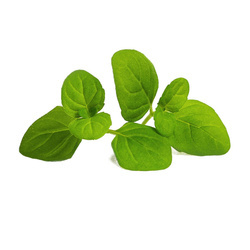 Veritable wkład nasienny Lingot - mięta lodowa