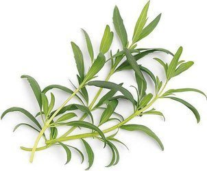 Veritable wkład nasienny Lingot - hyzob organiczny