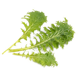 Wkład nasienny Lingot - musztardowiec wasabi