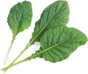 Veritable wkład nasienny Lingot - musztardowiec japoński Komatsuma