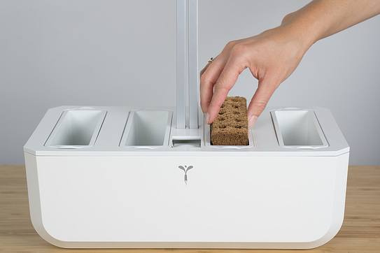 Veritable wkład nasienny Lingot - kapusta Pai Tsai organiczna