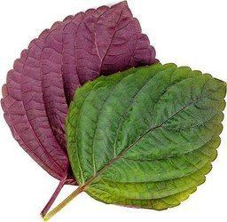 Veritable wkład nasienny Lingot - pachnotka dwukolorowa