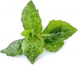 Veritable wkład nasienny Lingot - mięta