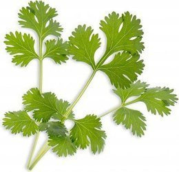 Veritable wkład nasienny Lingot - kolendra