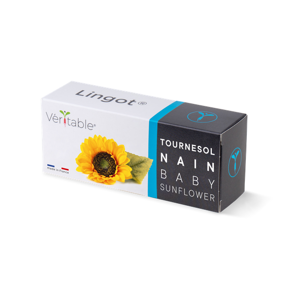 Wkład nasienny Lingot - słonecznik mini
