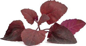 Veritable wkład nasienny Lingot - łoboda ogrodowa