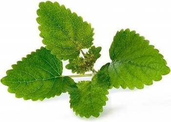 Veritable wkład nasienny Lingot - melisa