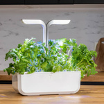 Wkład nasienny Lingot - musztardowiec wasabi