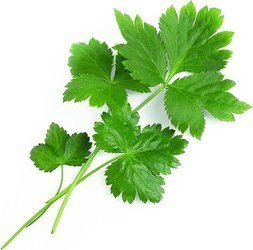 Veritable wkład nasienny Lingot pietruszka Mitsuba