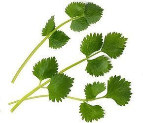 Veritable wkład nasienny Lingot - biedrzeniec anyż