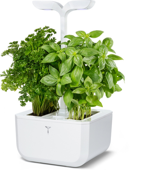 Veritable Exky Classic