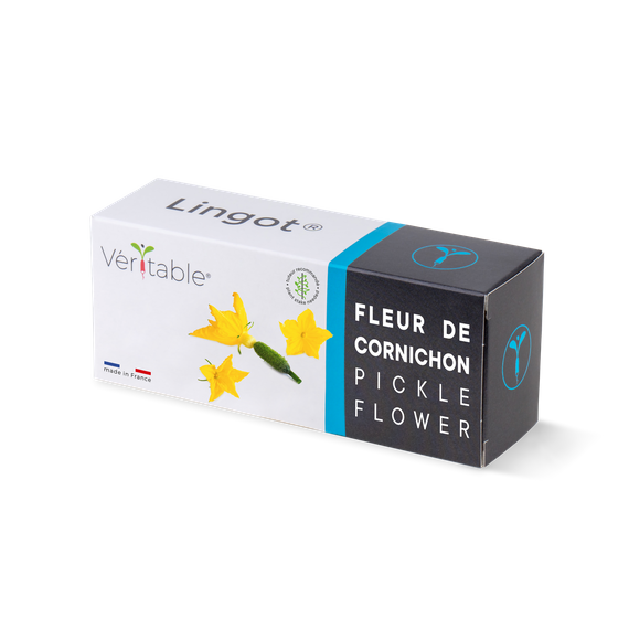 Wkład nasienny Lingot - ogórek kwiatowy