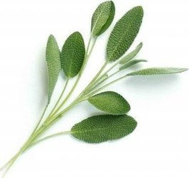 Veritable wkład nasienny Lingot - szałwia