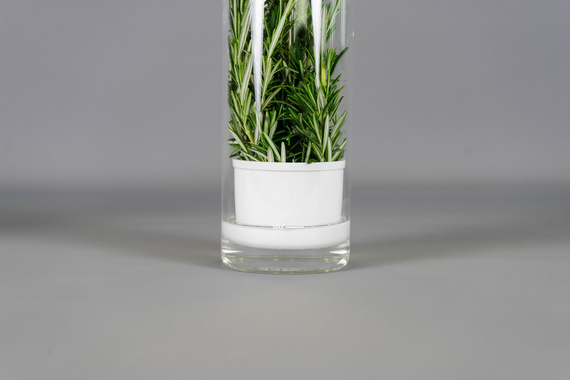 Veritable szklany pojemnik na zioła