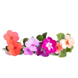 Wkład nasienny Lingot - niecierpek